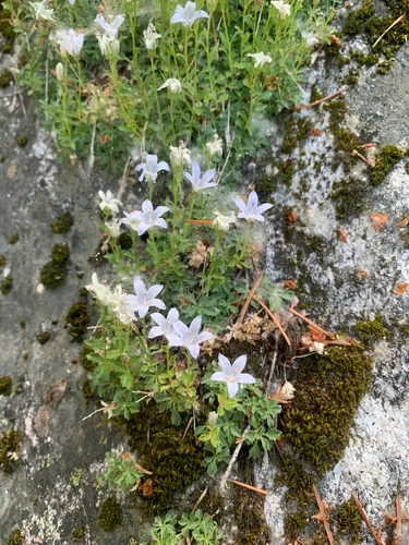 Castle Crags Bellflower