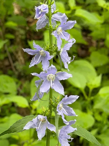 American Bellflower — photo by Monkey Trent