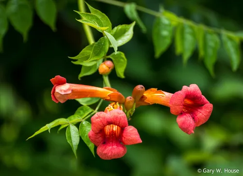 Trumpet Creeper — photo by Gary House
