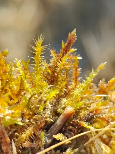 Star Campylium Moss