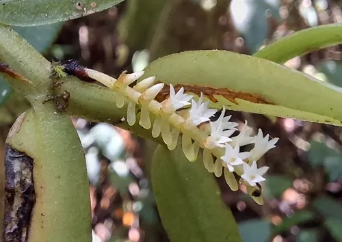 Fairy Bentspur Orchid