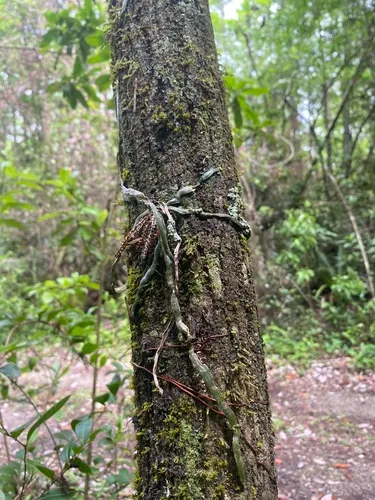 Leafless Bentspur Orchid