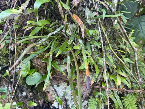 Narrow Strapfern