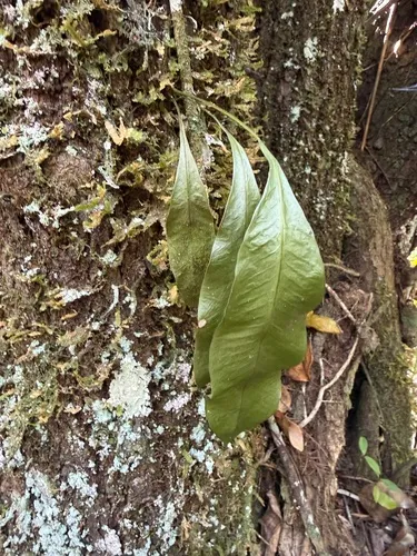Tailed Strapfern