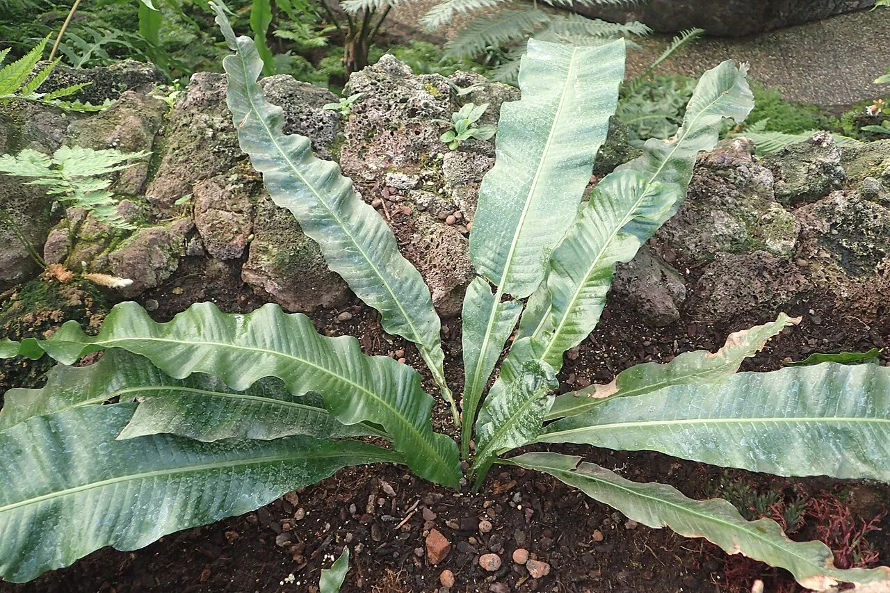Birdwing Fern