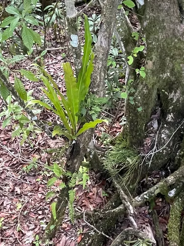 Long Strapfern