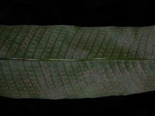 Creeping Strapfern — photo by Sébastien SANT