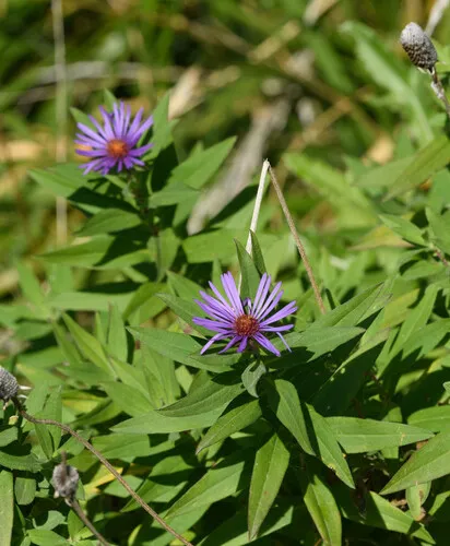Giant Mountain Aster — photo by Sandy Thomas