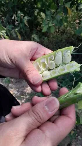Jack Bean — photo by ever_green1