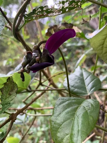 Kauai Jackbean