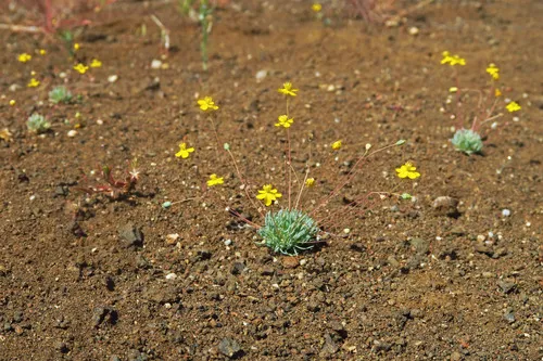 Golden Pygmypoppy