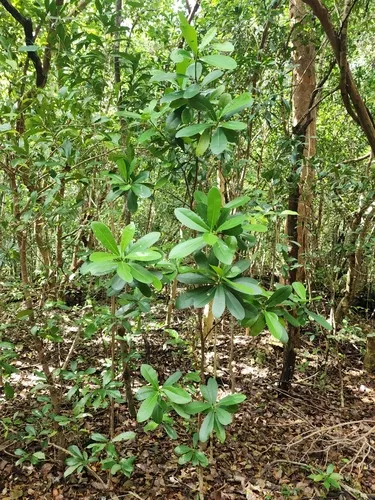 Wild Cinnamon