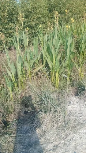 Maraca Amarilla