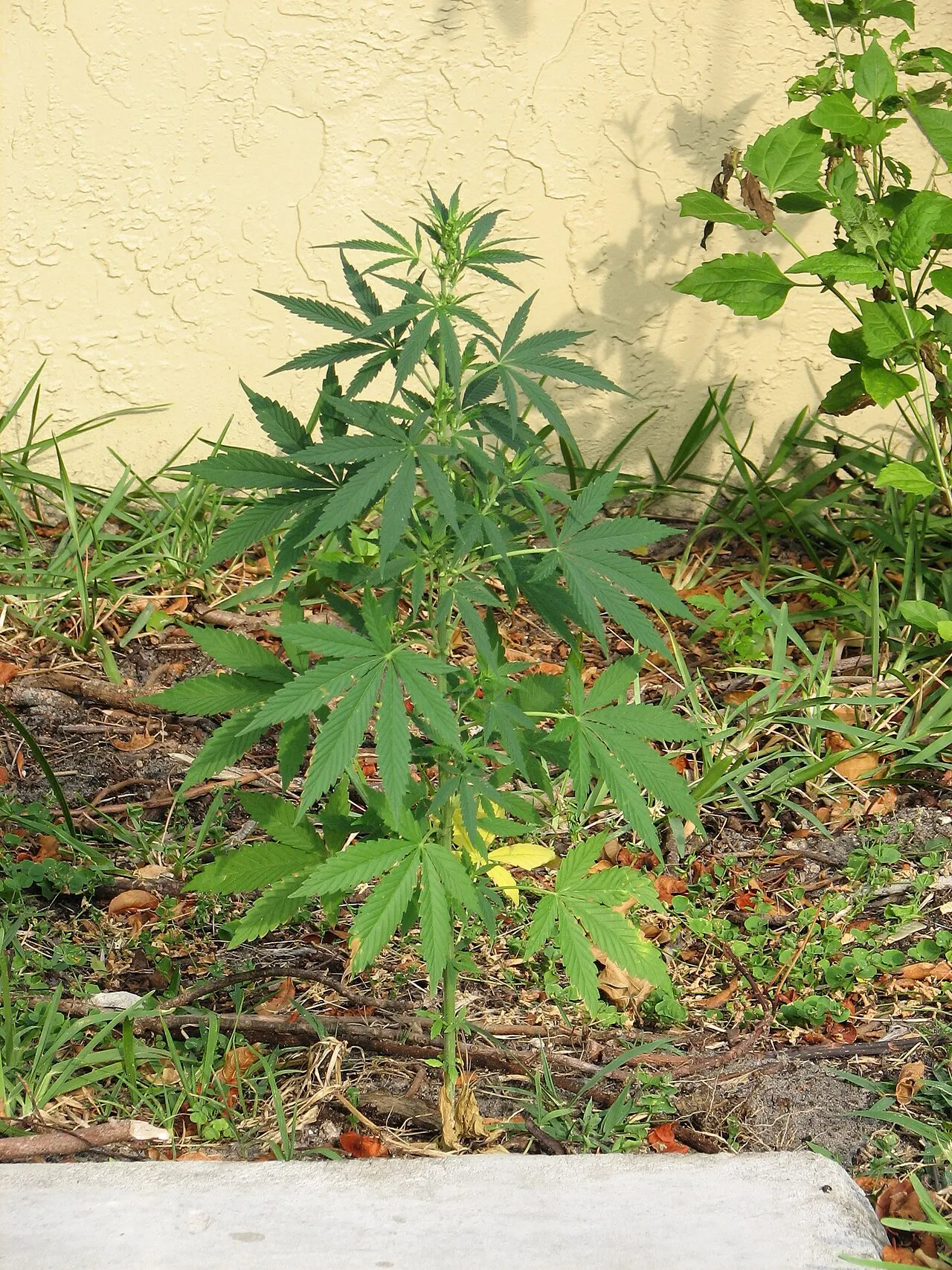 Marijuana (subsp. sativa) — photo by No machine-readable author provided. Bastique assumed (based on copyright cla…