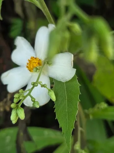 Chestnutleaf False Croton