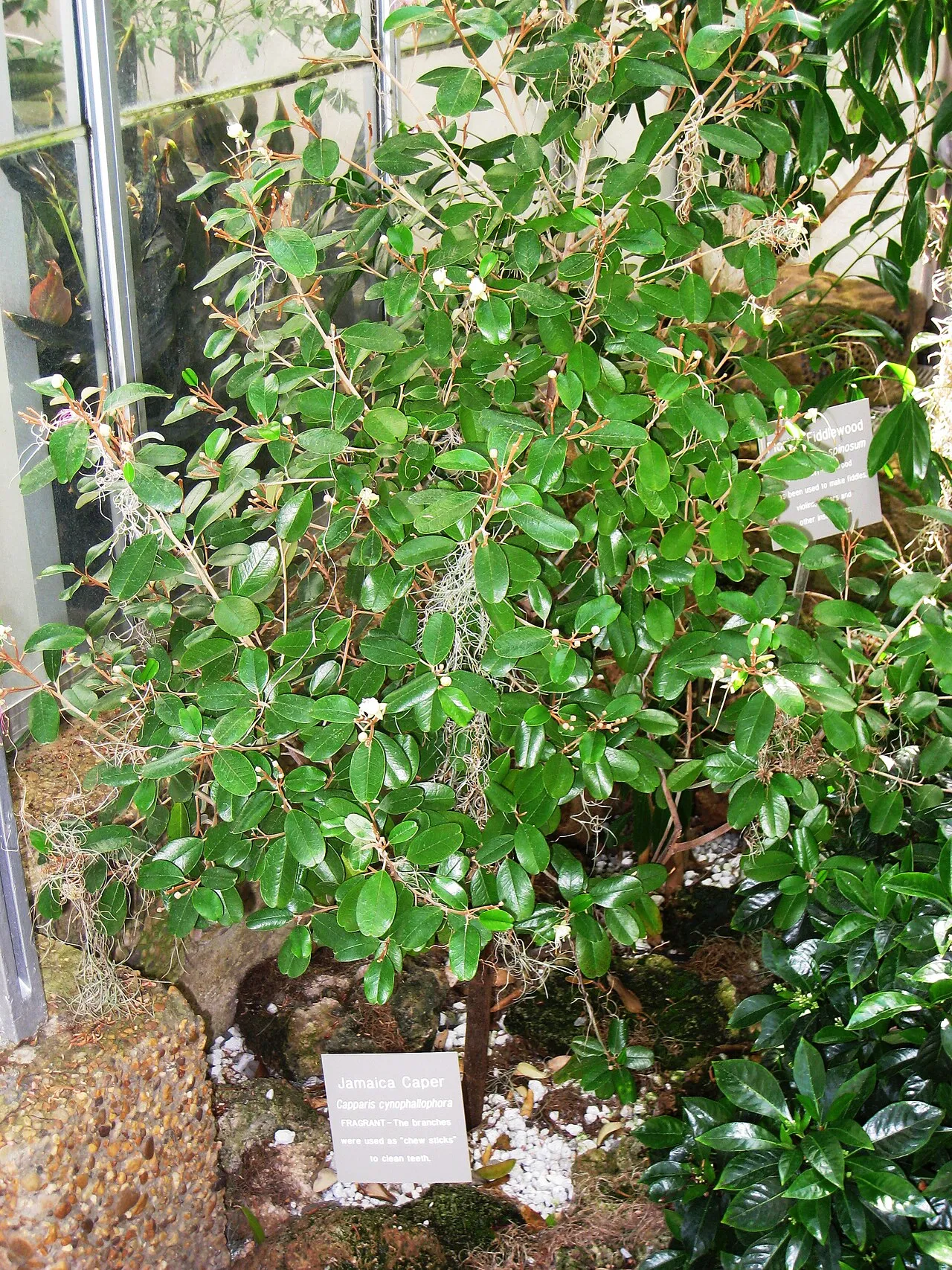 Jamaican Caper