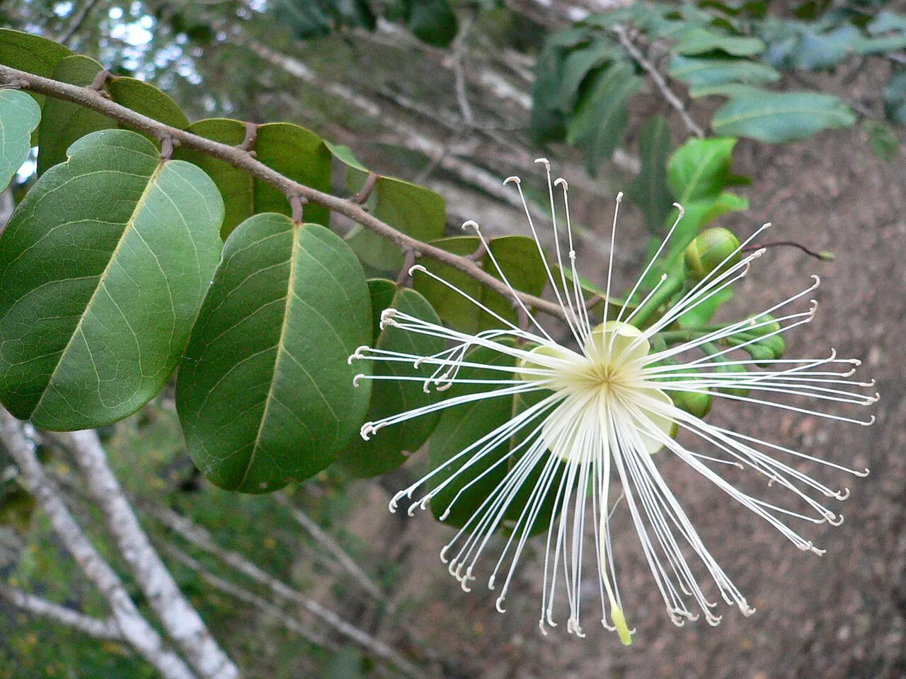 Broadleaf Caper