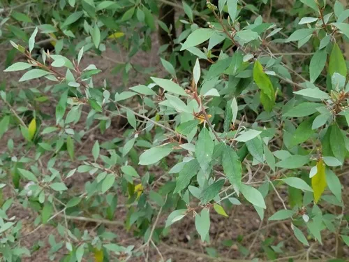 Hoary Caper — photo by johnyochum
