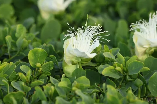 Native Caper