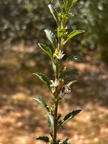 Goatweed — photo by ihavejelly