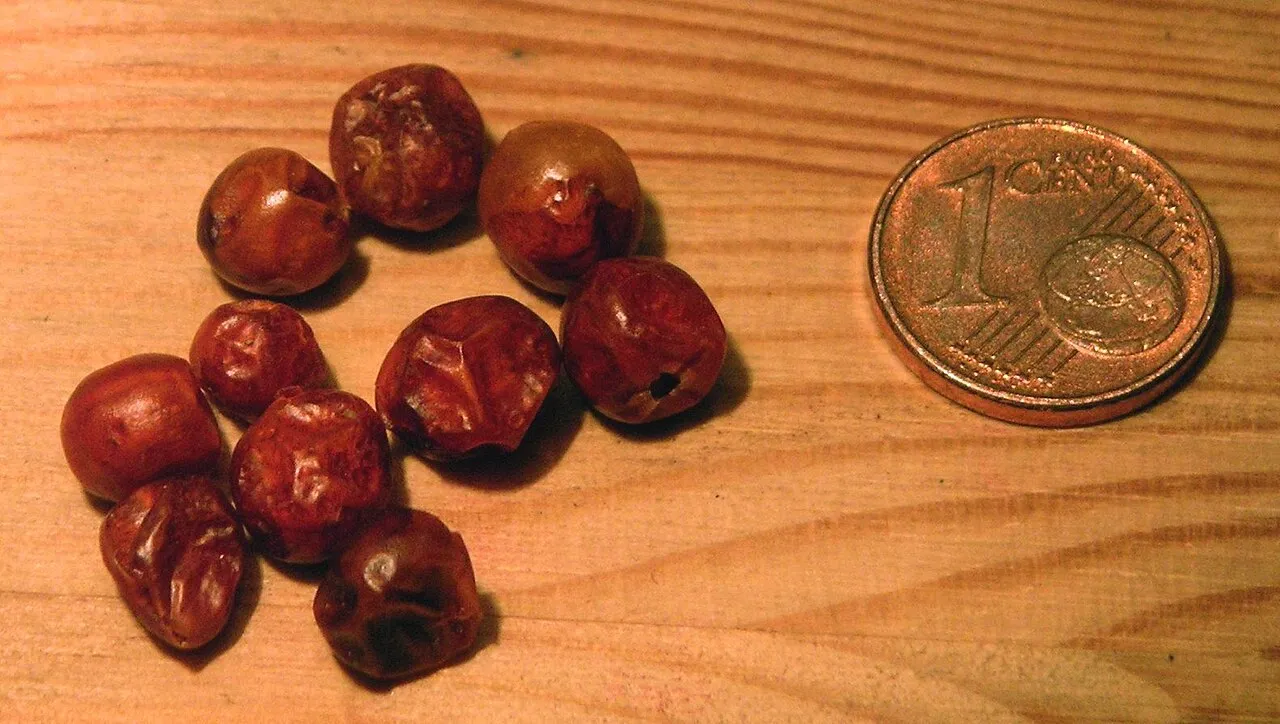 Cayenne Pepper (var. glabriusculum) — photo by User:Carstor