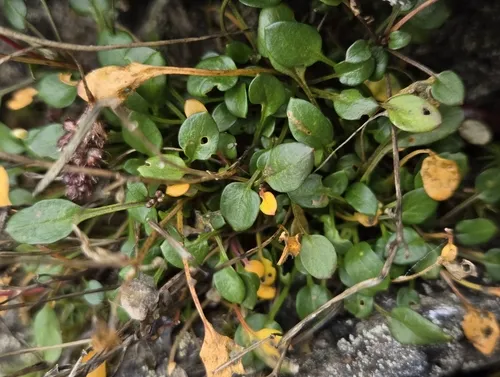 Alpine Bittercress