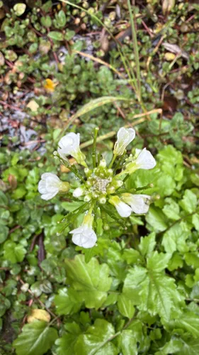 Brewer's Bittercress — photo by Scott Christensen