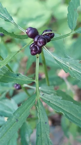Coralroot Bittercress — photo by Jiří Danihelka