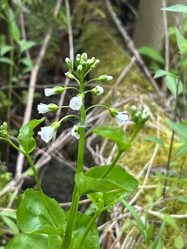 Bulbous Bittercress — photo by delisaj