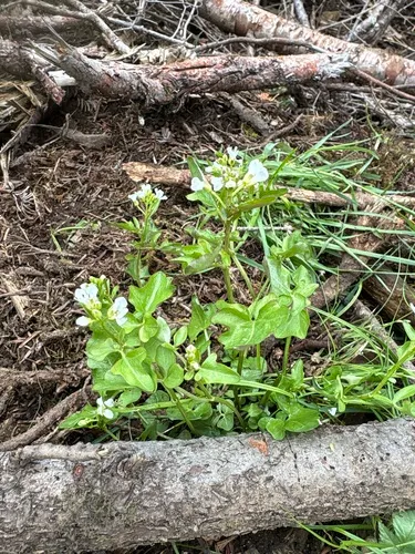 Small Mountain Bittercress — photo by Margaret Woodbridge