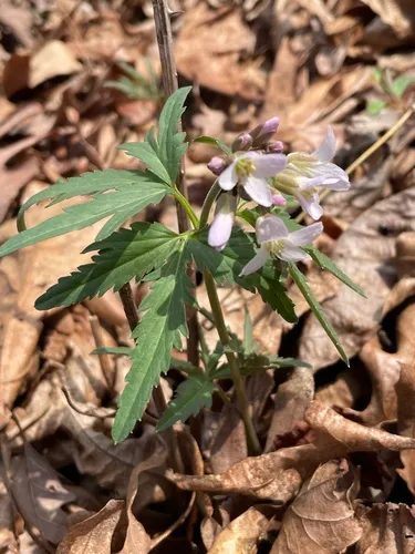 Cutleaf Toothwort — photo by Elaina Pecher