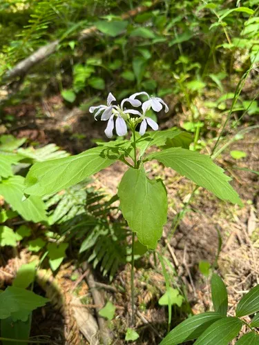 Constance's Bittercress — photo by Steven Kistler