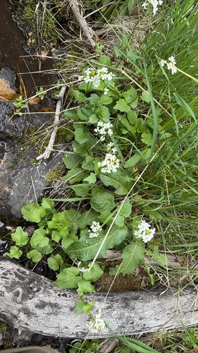 Heartleaf Bittercress (var. lyallii) — photo by olea-olea