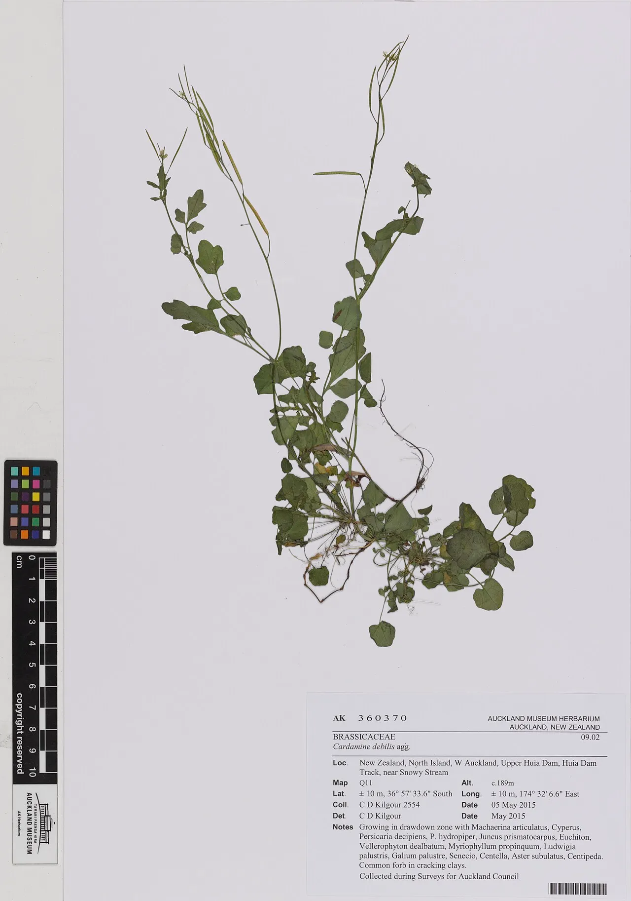 Roadside Bittercress — photo by Cam Kilgour