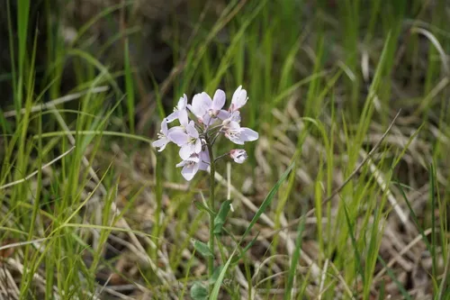 Limestone Bittercress — photo by Mireille Delisle-Oldham