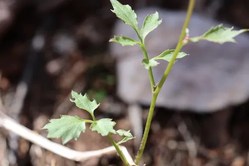 Blue Ridge Bittercress