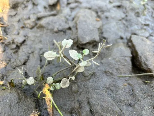 Long's Bittercress — photo by Fen Levy-O'Malley