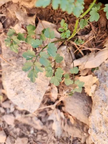 Largeseed Bittercress — photo by Jackie T