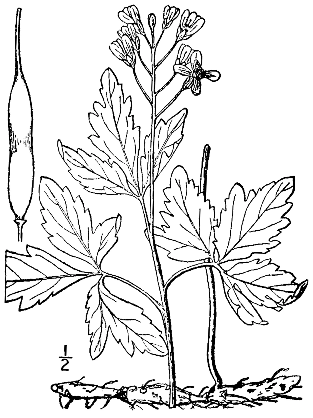 Large Toothwort — photo by Britton, N.L., and A. Brown. 1913. An illustrated flora of the northern Unite…