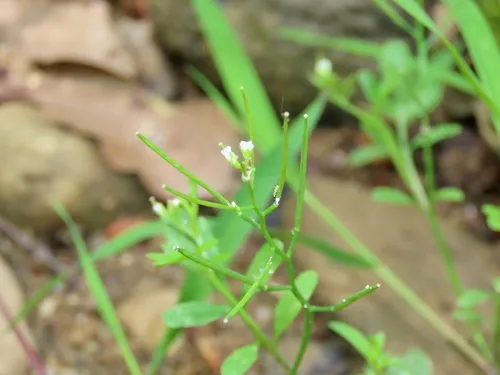 Streambank Bittercress — photo by Josh Emm