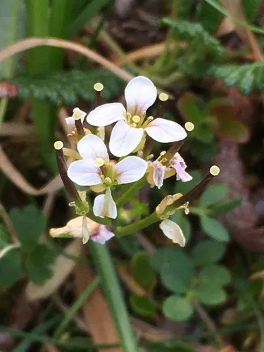 Small-leaf Bittercress — photo by Cristina