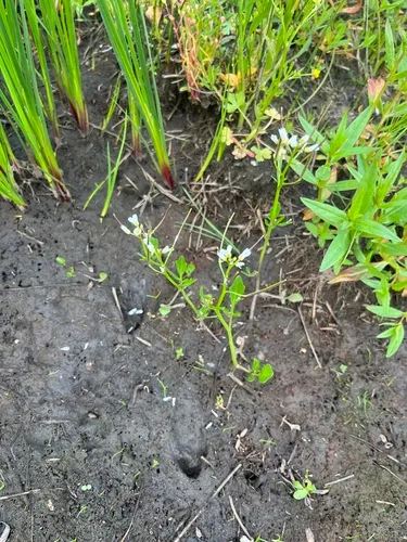 Big Western Bittercress