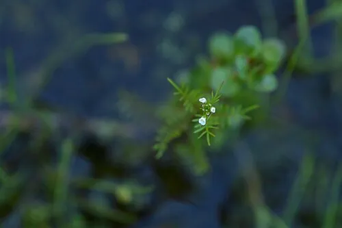 Sand Bittercress