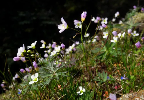 Saddle Mountain Bittercress — photo by Adam Schneider