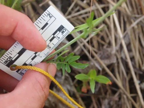 Willamette Valley Bittercress — photo by Oliver White