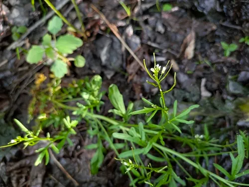 Pennsylvania Bittercress