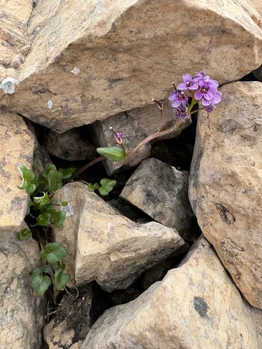 Purple Bittercress — photo by Carrie McClelland