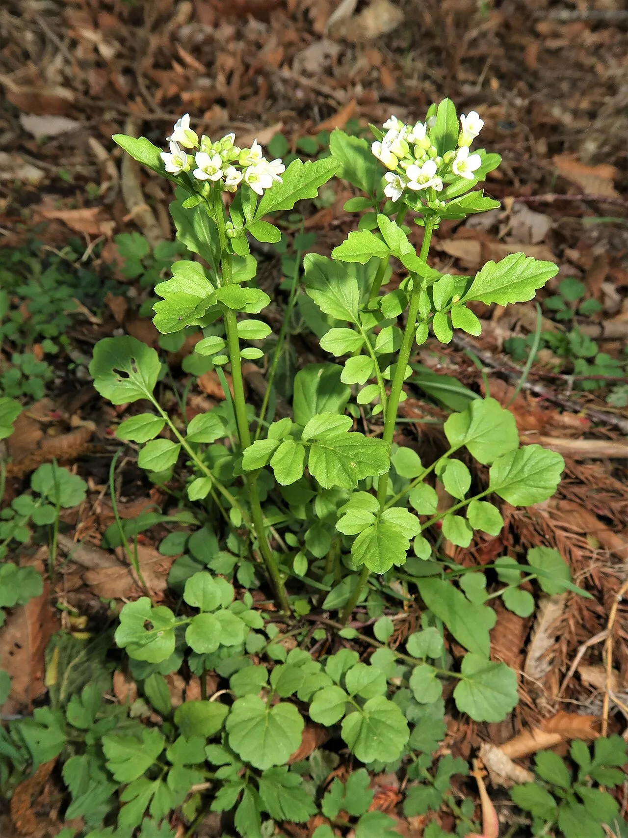 Japanese Bittercress — photo by Qwert1234