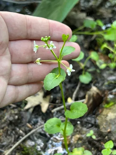 American Bittercress