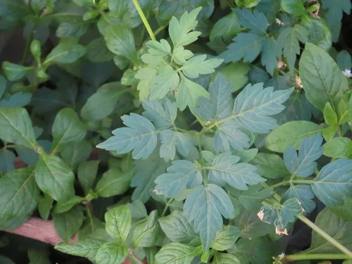 Balloon Vine